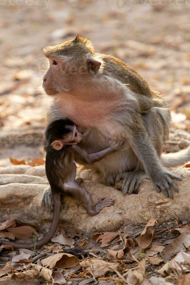 Babby Monkey and Momma photo