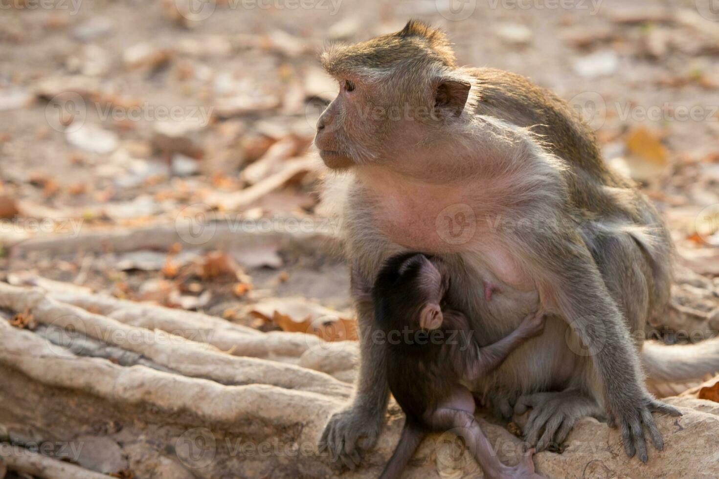 Babby Monkey and Momma photo