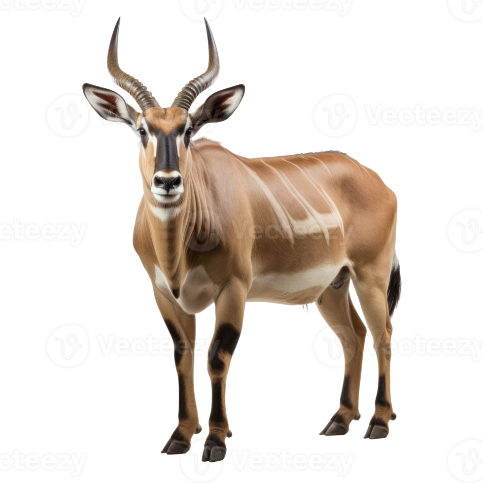 AI generated Eland on transparent background created with generative AI technology png