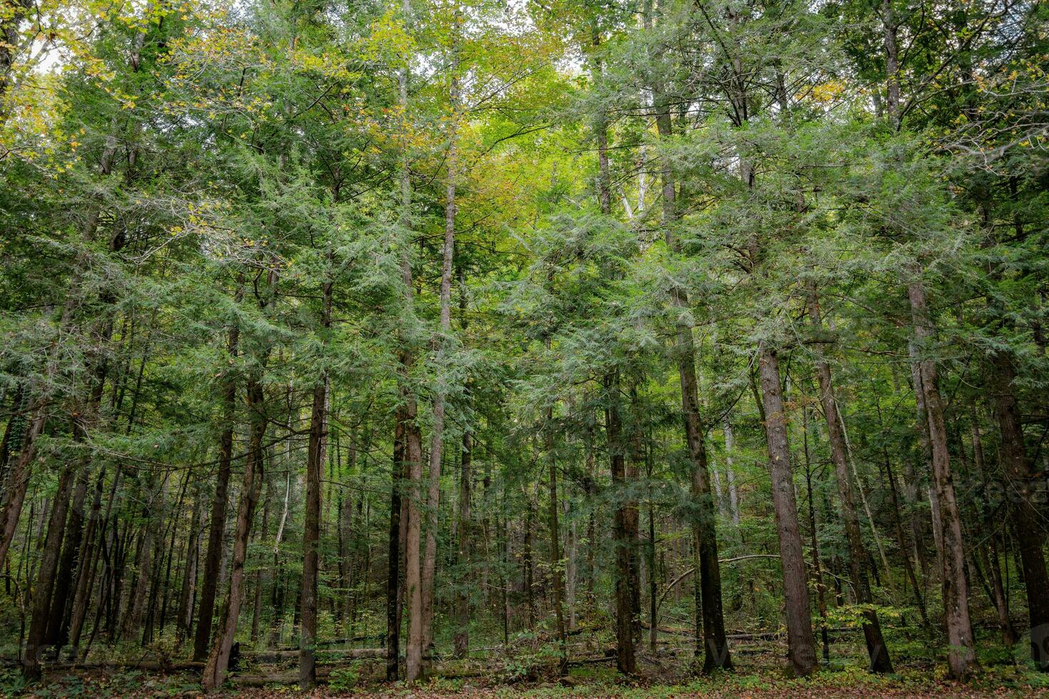 Wide Angle View of The Forest Against a Bright Daylight Sky photo