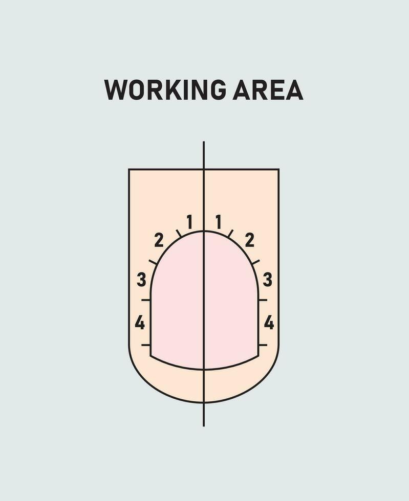 Guide to professional manicure, Vector, infographics. Training of masters of manicure. Working area vector