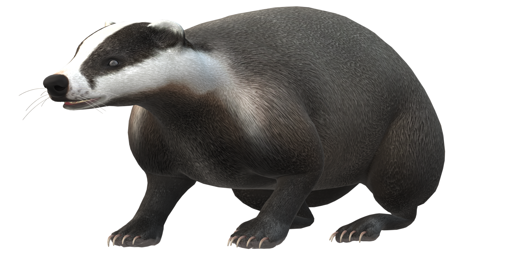 Badger isolated on a Transparent Background png