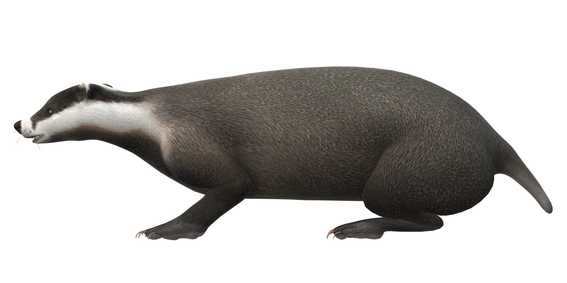 Badger isolated on a Transparent Background png
