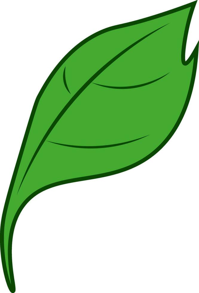 Green leaf vector or color illustration