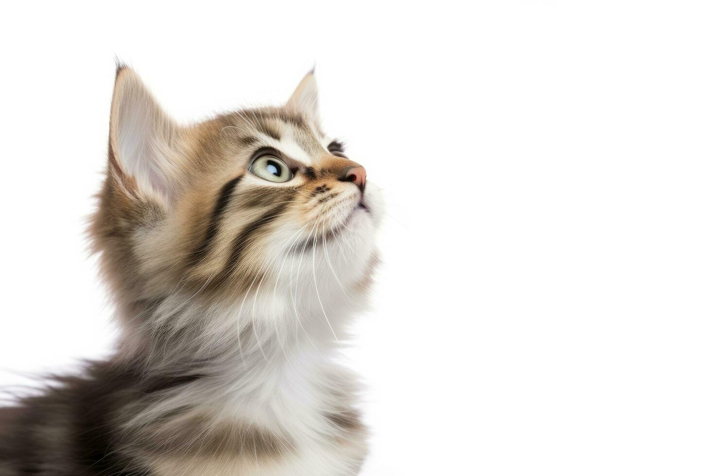 AI generated Playful funny kitten looking up isolated on a white background. AI Generated photo