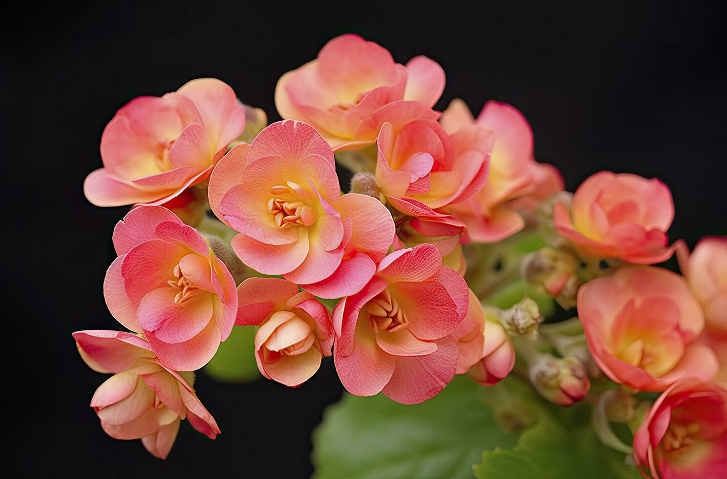 ai generado kalanchoe Blossfeldiana. ai generado foto