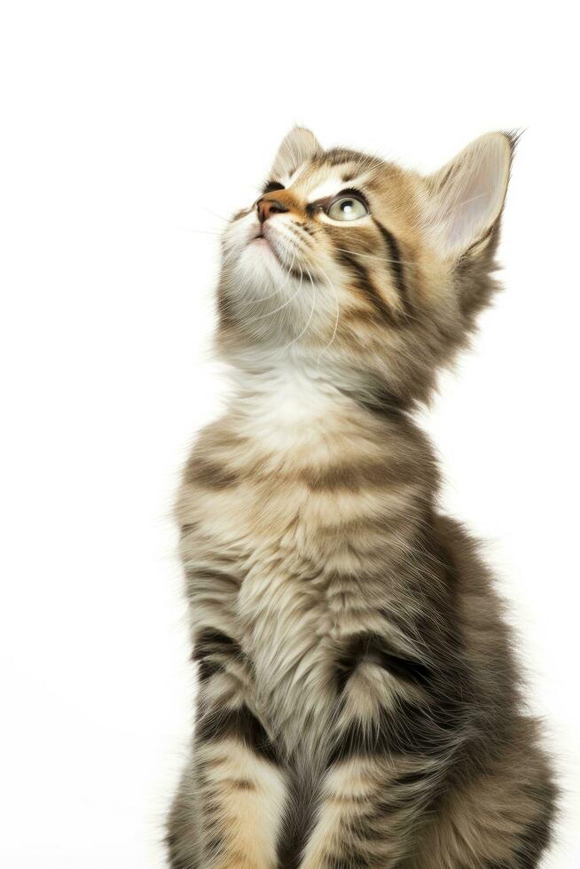 ai generado juguetón gracioso gatito mirando arriba aislado en un blanco antecedentes. ai generado foto