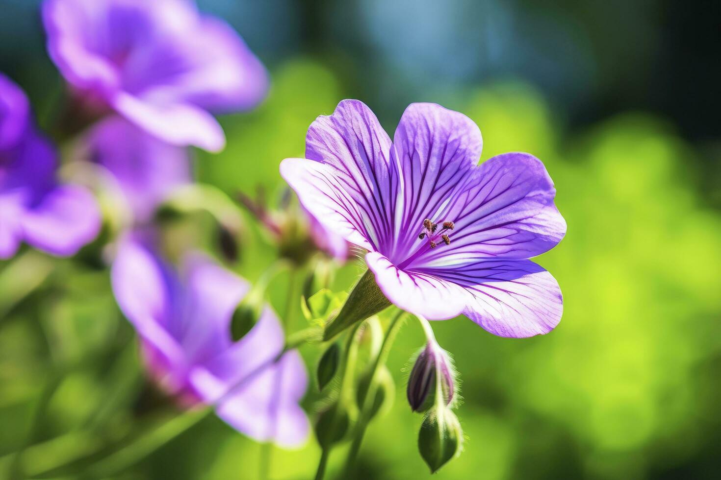 AI generated Geranium wilfordii flower. photo