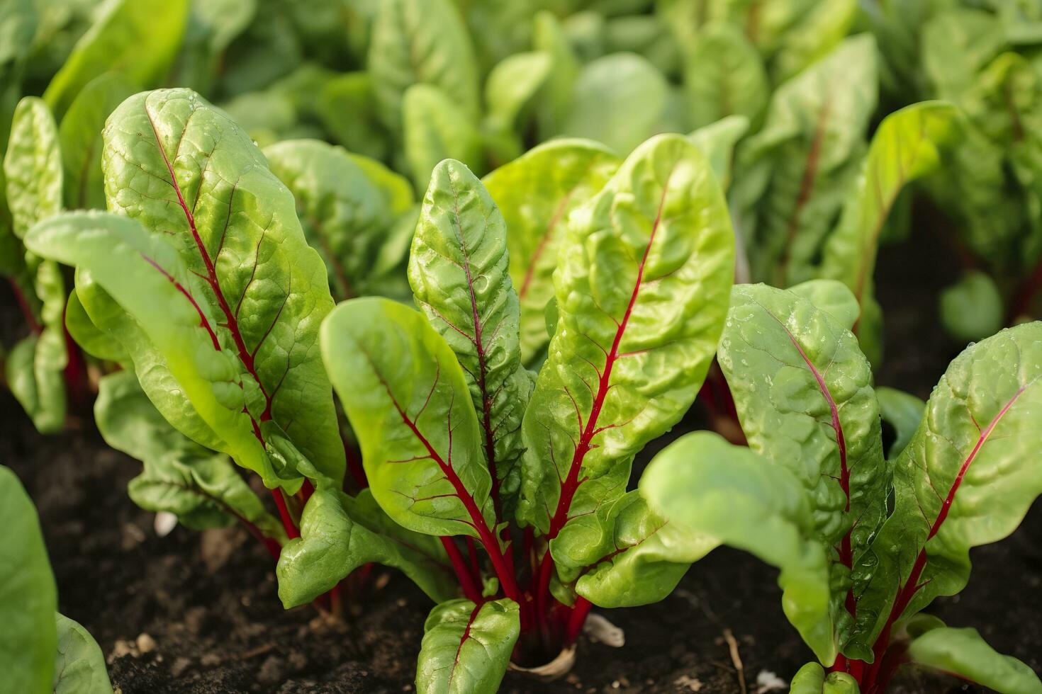 AI generated Chard growing in an urban garden. Garden beet and salad leaves close up. Generative AI photo