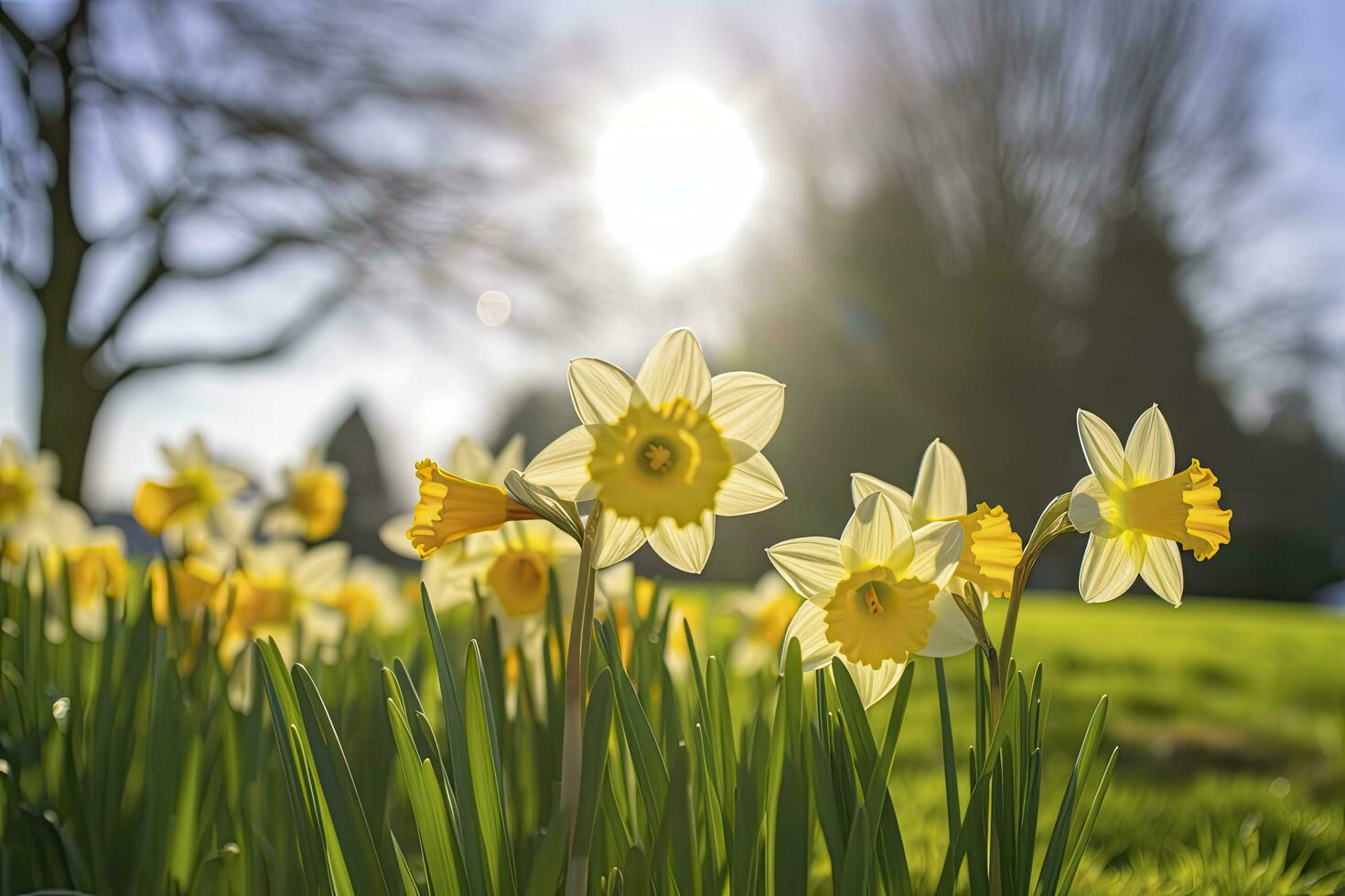 AI generated Daffodils in spring backlit by sun. AI Generated photo