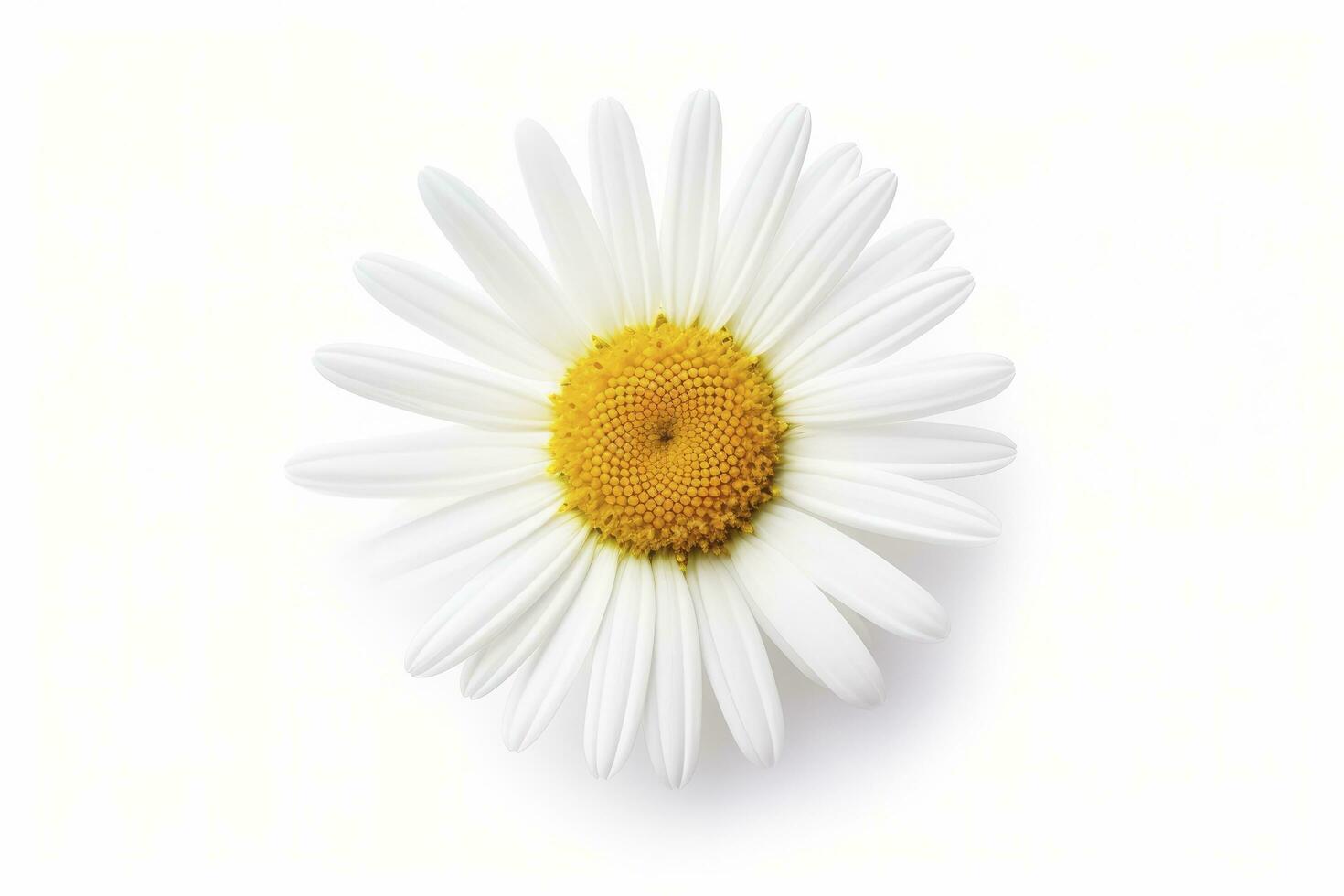 AI generated Common daisy isolated on white background. AI Generated photo