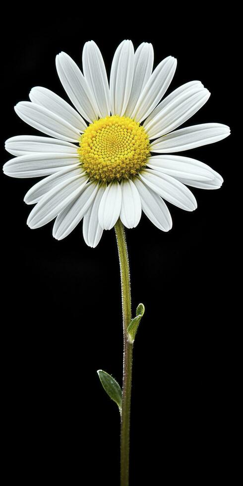 AI generated Common daisy isolated on black background. AI Generated photo