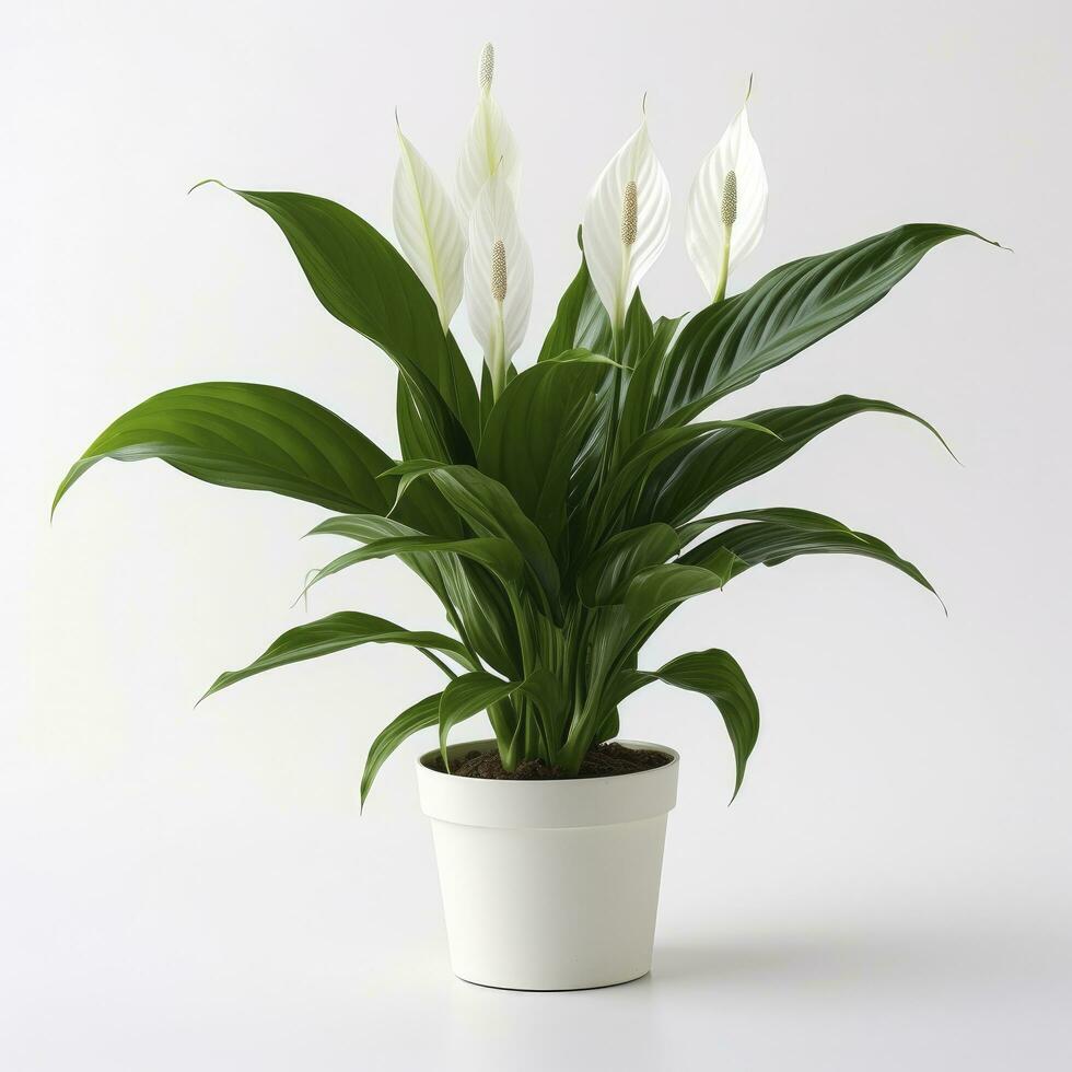 AI generated Peace Lily on a plain white background. AI Generated photo