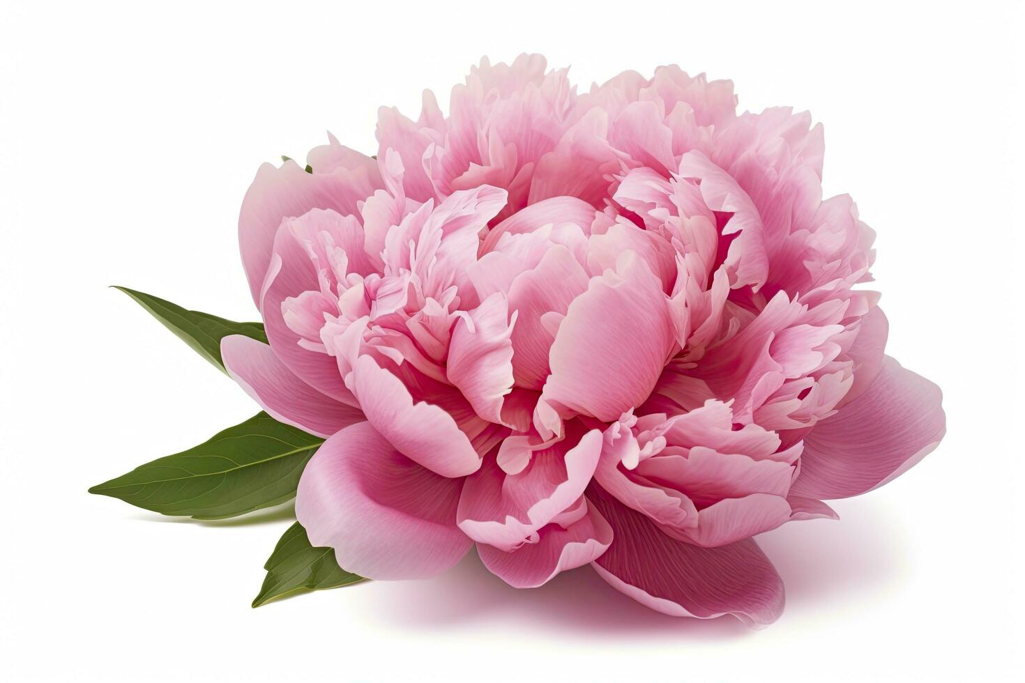 AI generated Peony isolated on white background. AI Generated photo