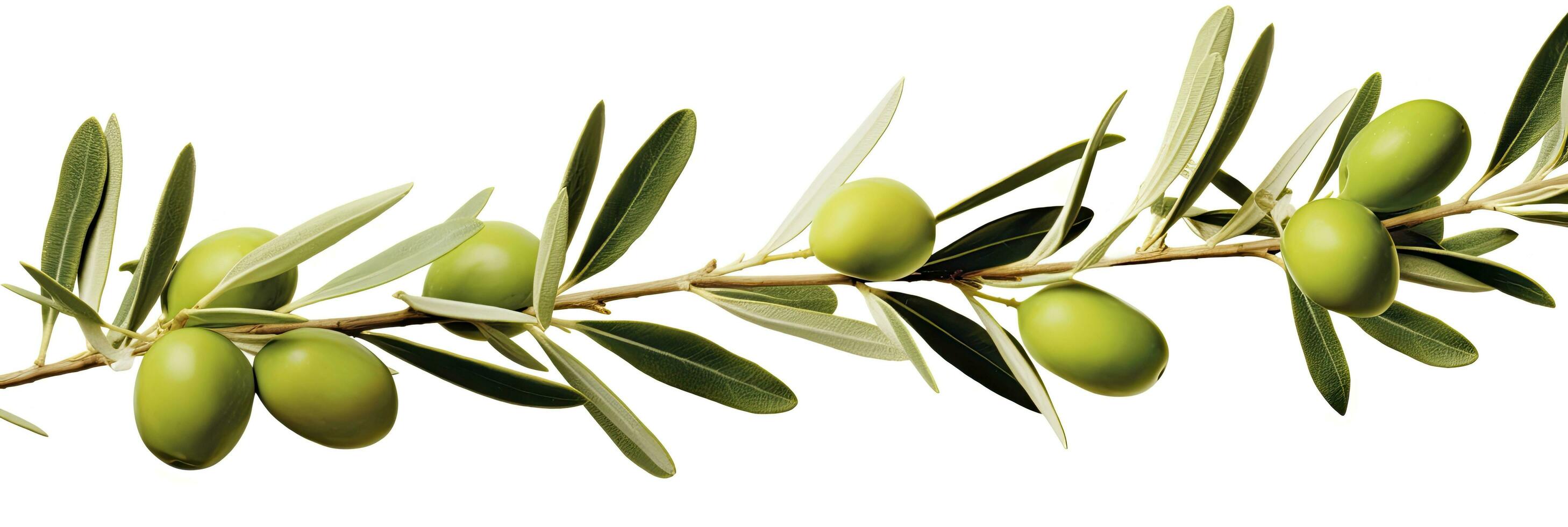 AI generated Olive tree branch, green olives and leaves on white background. AI Generated. photo