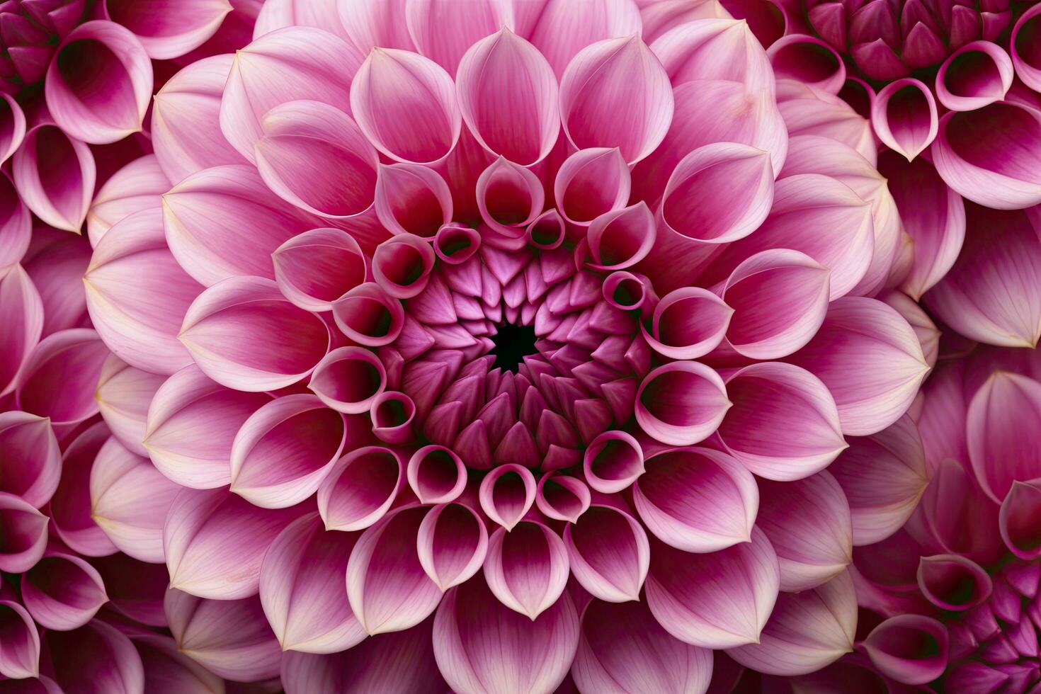 AI generated Dahlia flower background.  AI Generated. photo