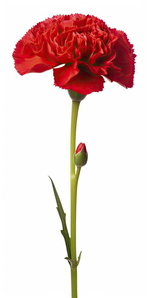 AI generated Red Carnation isolated on white background. AI Generated photo
