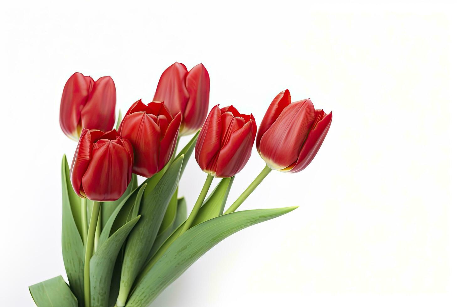 AI generated Red tulips isolated on white background. AI Generated photo