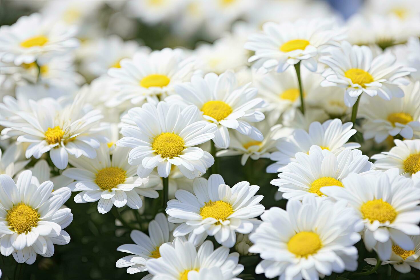 AI generated White daisy flowers. AI Generated photo
