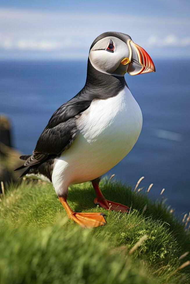 AI generated Puffin bird on a green grass patch. AI Generated photo