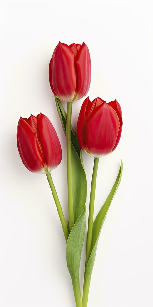 AI generated Red tulips isolated on white background. AI Generated photo