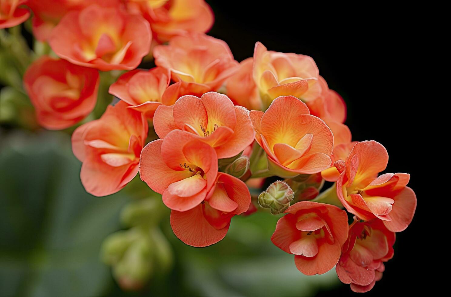 ai generado kalanchoe Blossfeldiana. ai generado foto