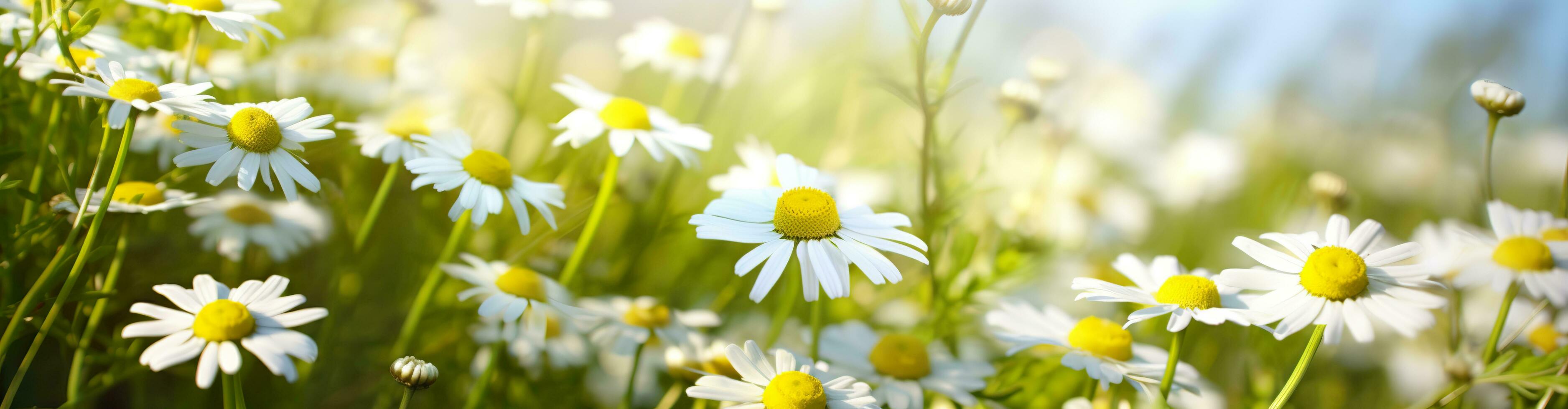 AI generated Chamomile flower for a banner. Generative AI photo