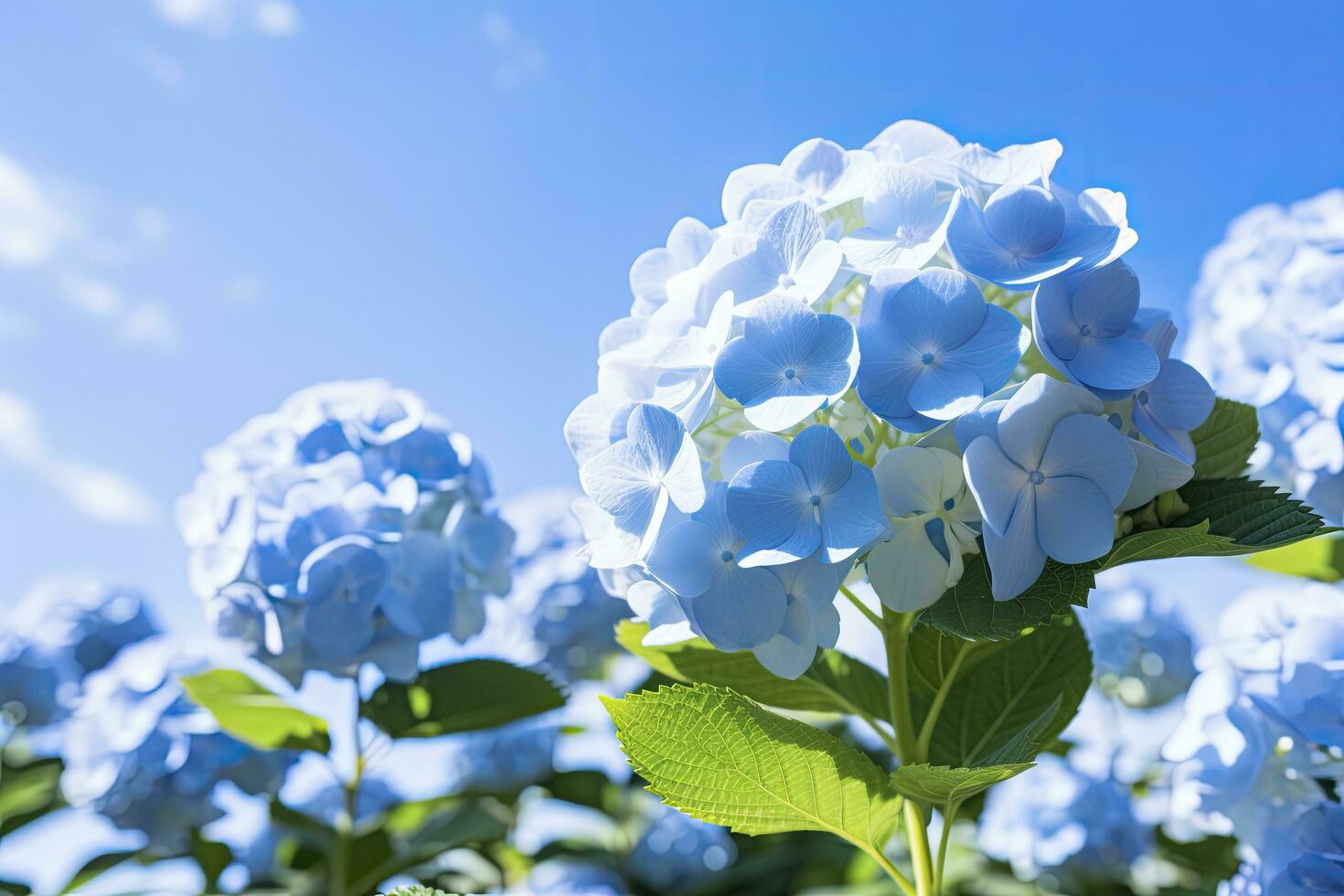 AI generated Close up view of blue french hydrangea with leaves under blue sky. photo