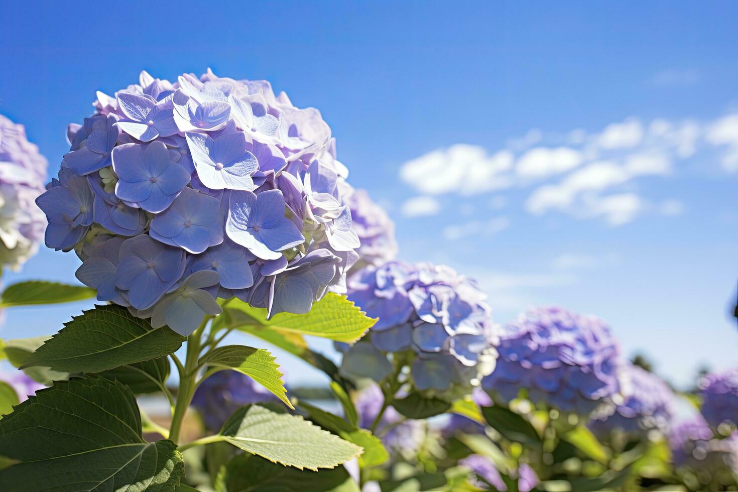 AI generated Close up view of blue french hydrangea with leaves under blue sky. photo