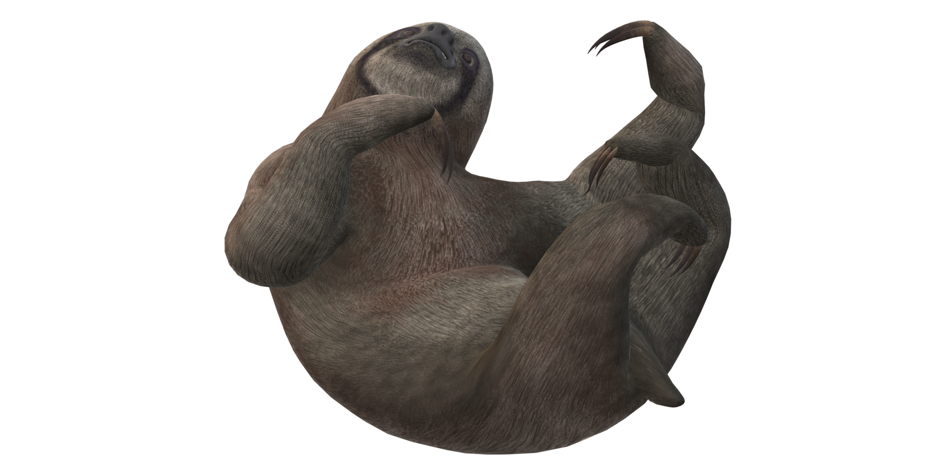 Sloth isolated on a Transparent Background png