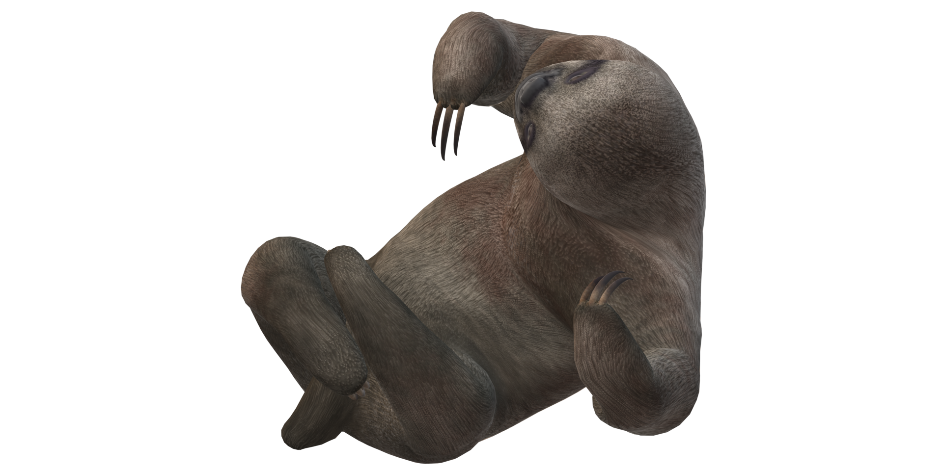 Sloth isolated on a Transparent Background png