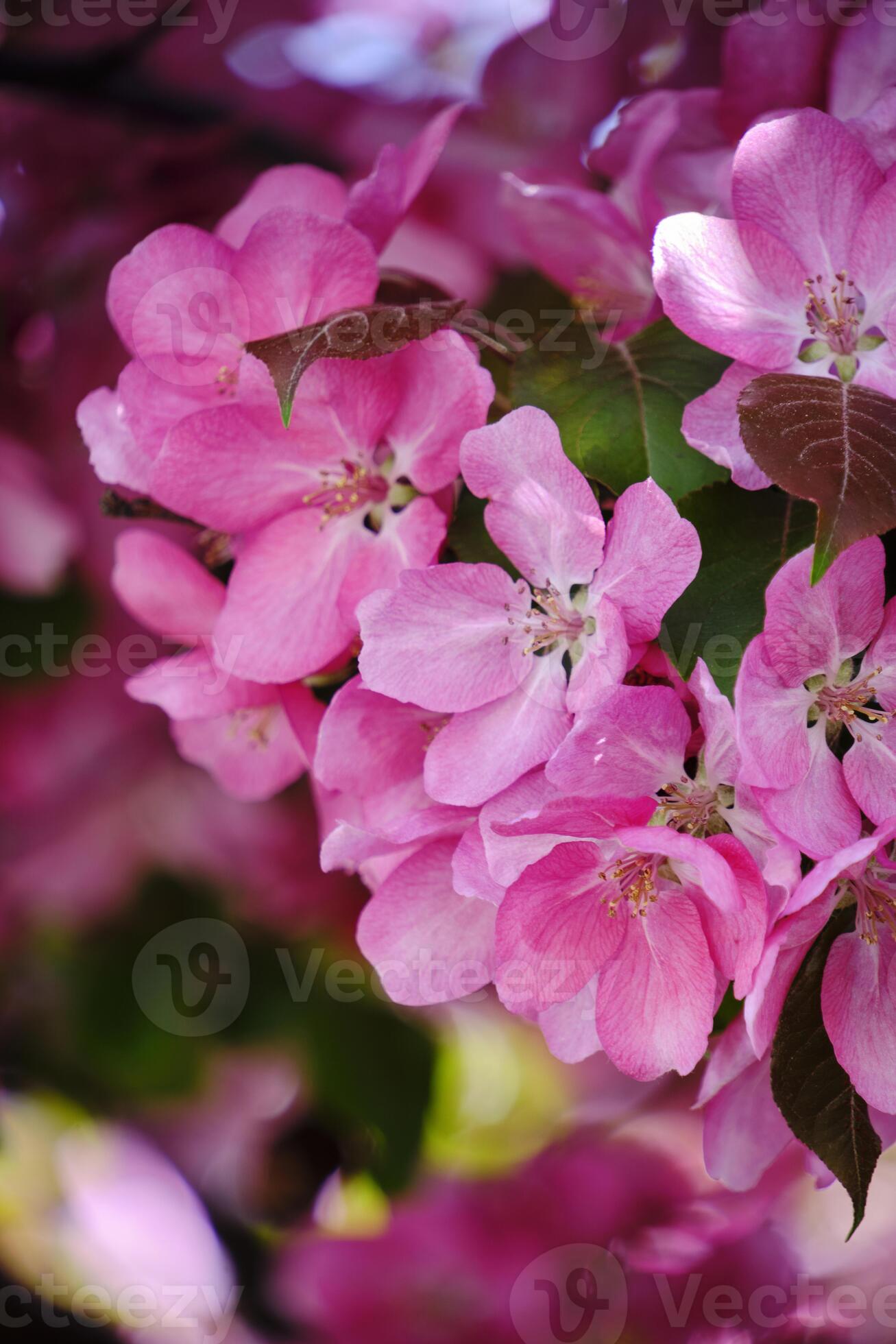Japanese apple tree blooming with pink flowers.Bright floral background