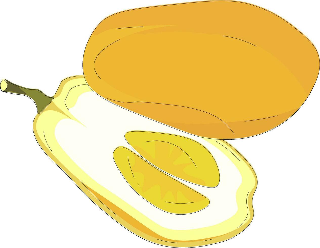 Sliced citron , vector or color illustration