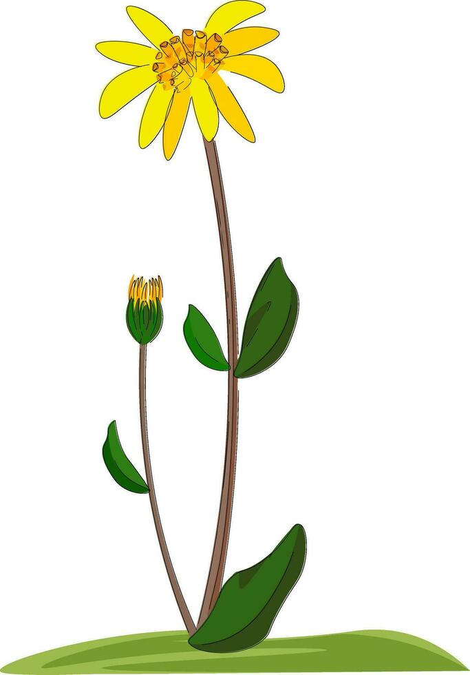 An Arnica flower , vector or color illustration