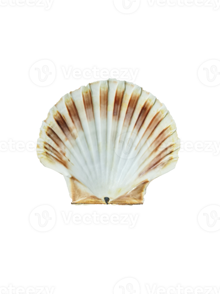 Close up of ocean shell isolated PNG transparent