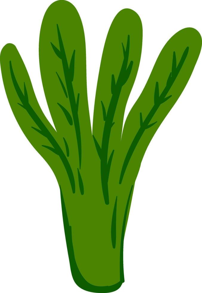 Spinach, vector or color illustration.