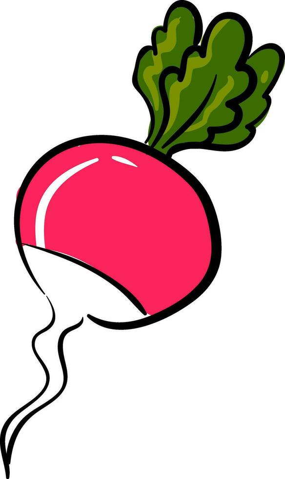 Pink radish, vector or color illustration.
