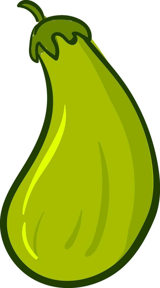 A Zucchini , vector or color illustration.