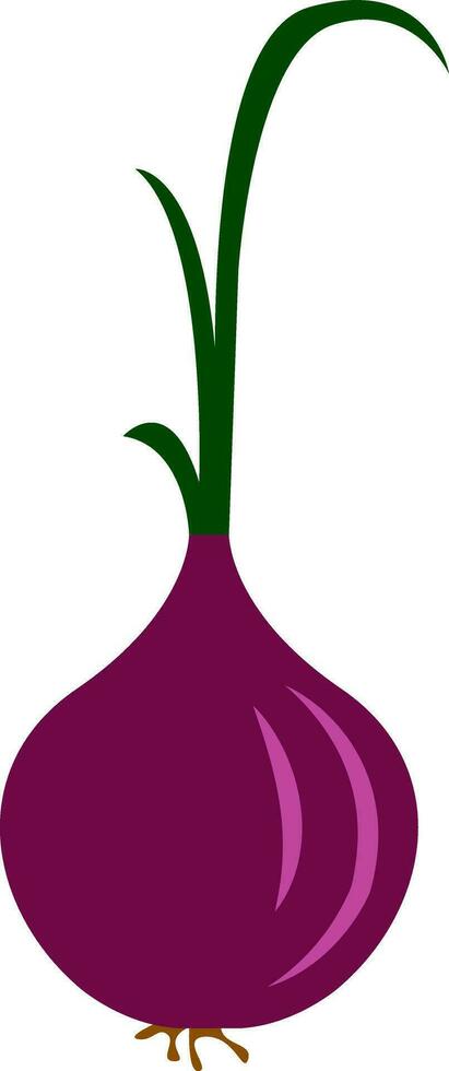 Purple onion, vector or color illustration.