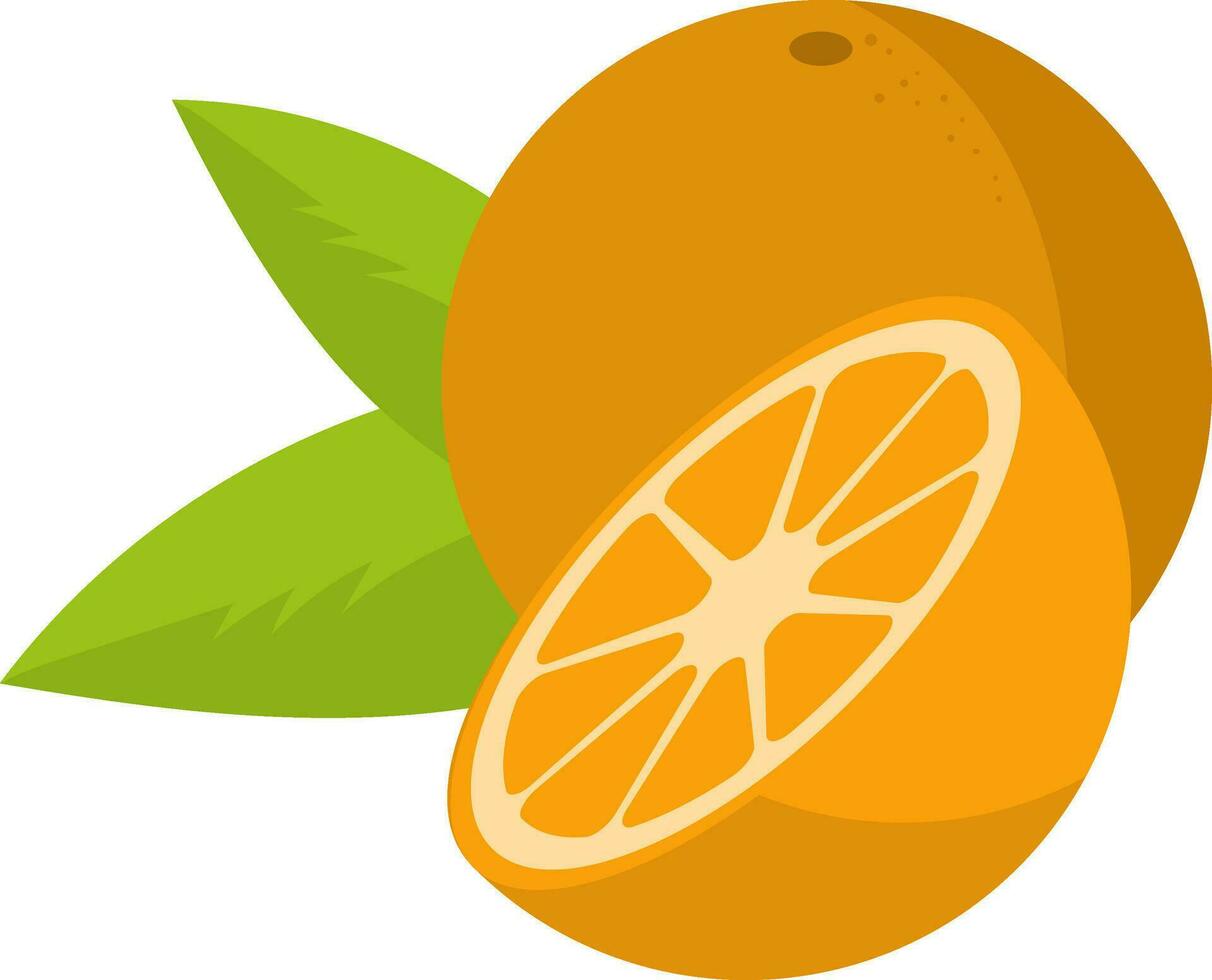 Orange fruit, vector or color illustration.