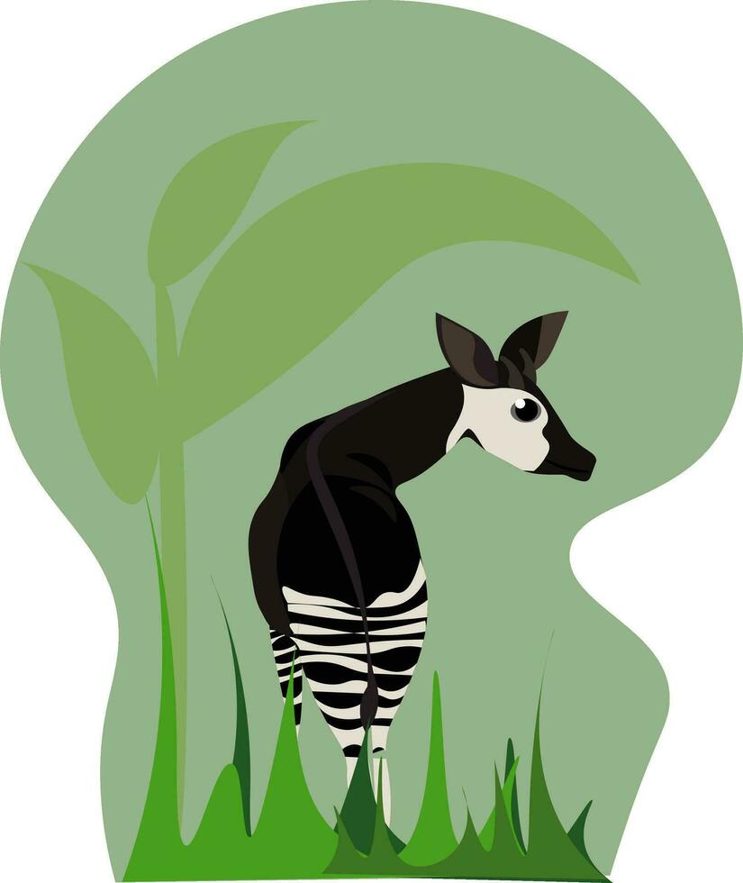 Okapi, vector or color illustration.