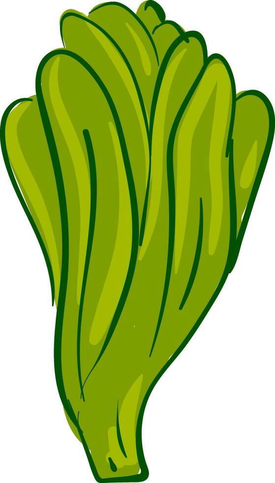 A long green lettuce with many leaves, vector or color illustration.