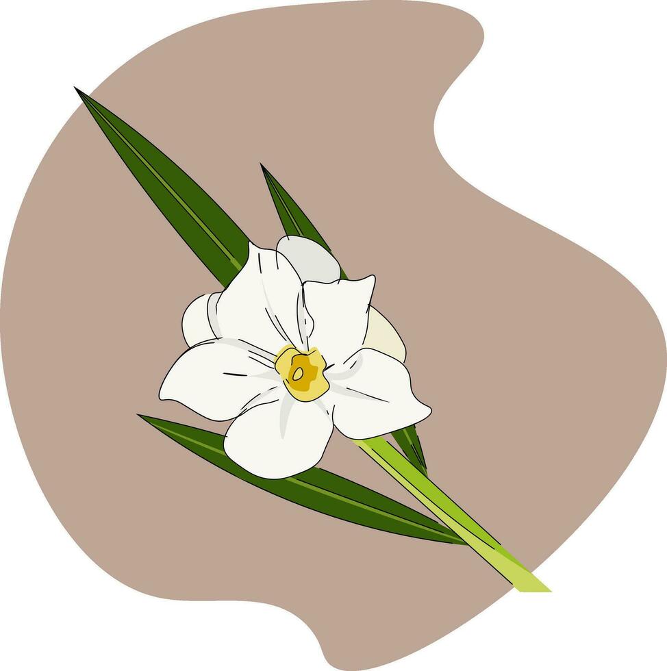 Oleander, vector or color illustration.