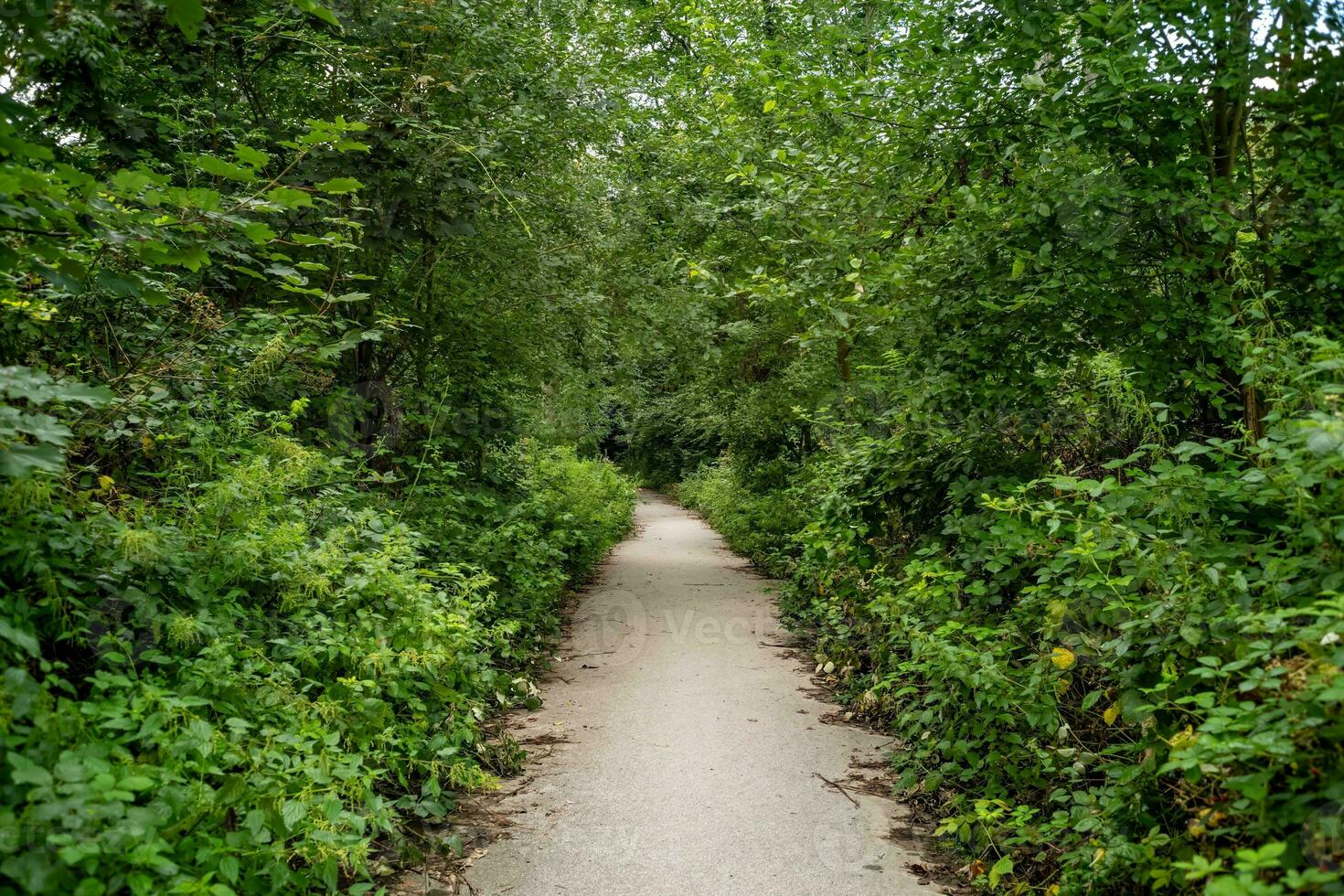 path in the landscape photo