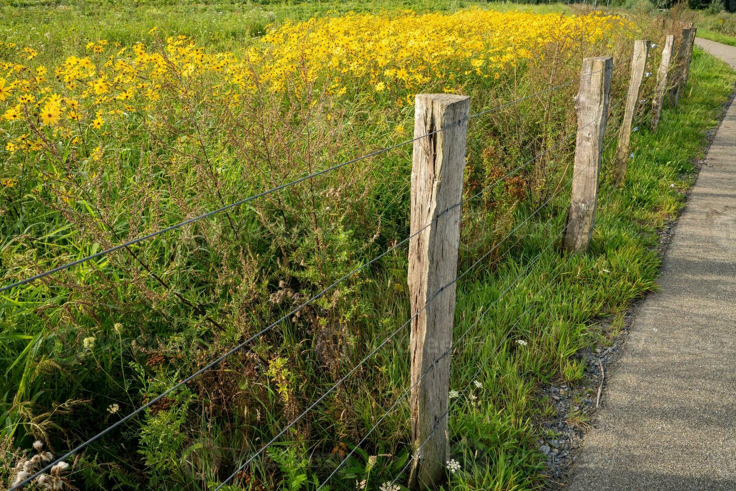 path crosses the fields seperated by fences photo