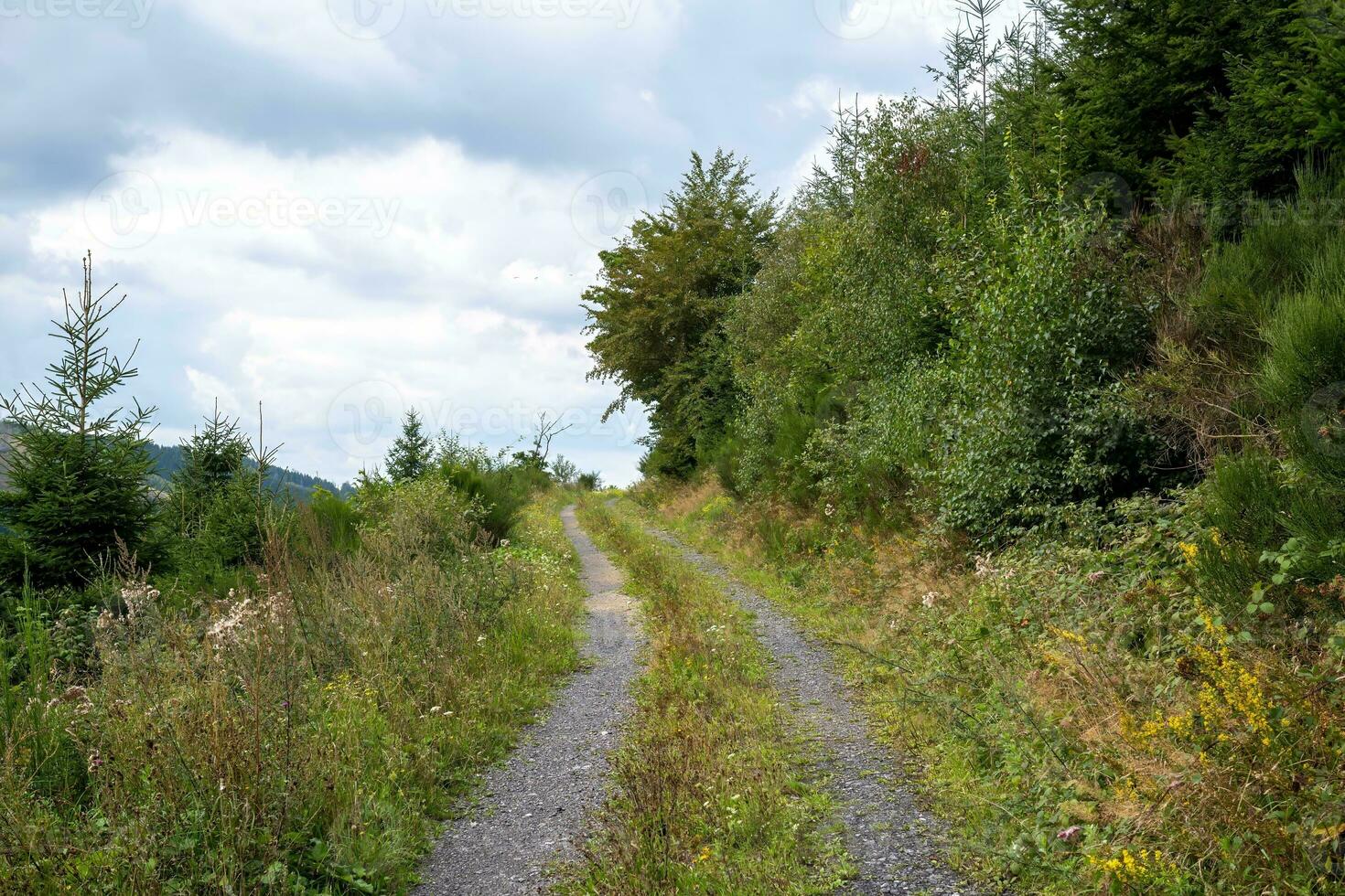 path in the landscape with meadow, trees,sky photo