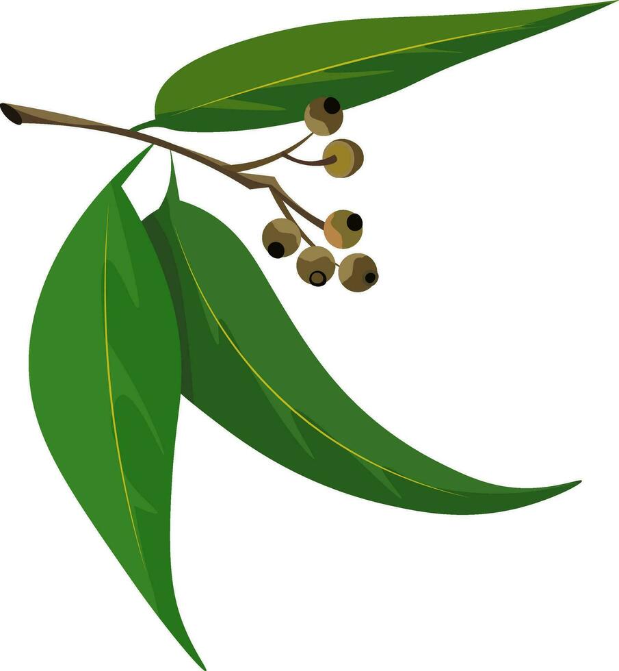 Eucalyptus leaves, vector or color illustration.