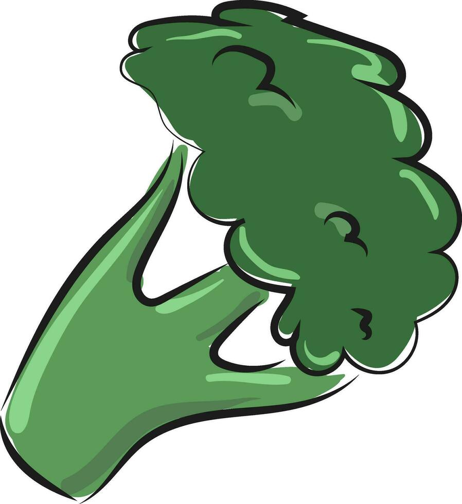 Image of broccoli - broccoli, vector or color illustration.