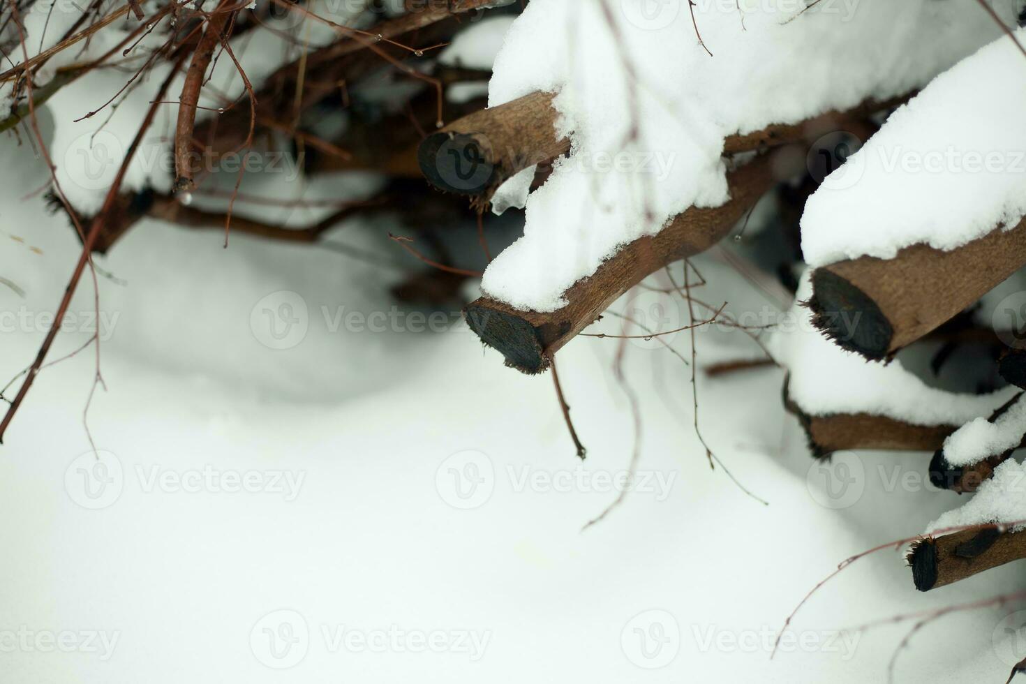 Spruce branch covered snow close-up photo