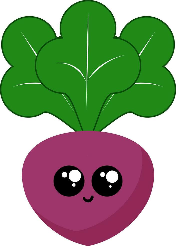Image of beetroot, vector or color illustration.